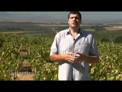 Video over de Bellingham Bernard Series SMV wijn uit Zuid Afrika