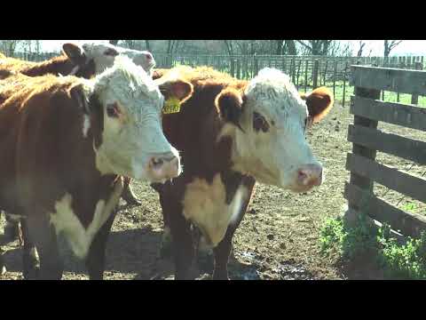 835 Cabaña María Lucía