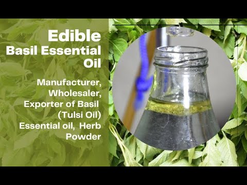 Authentic Edible Basil Essential Oil Manufacturing | Aadhunik Ayurveda Vitals