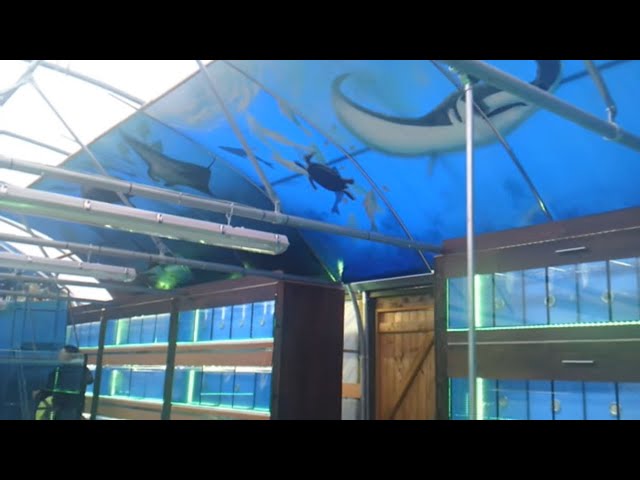 New Tropical fish shop, Ceiling has arrived