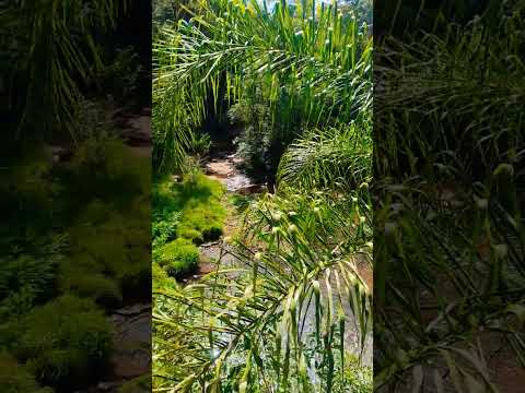 Cascata Lageado Moinho | Miraguaí-RS #cascata #lageadomoinho #miraguaí #riograndedosul #interior