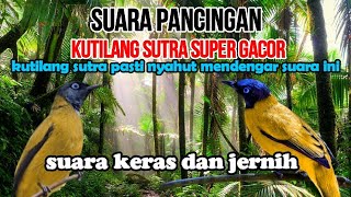 Download lagu WILD BIRD SOUNDS, SUARA PANCINGAN BURUNG KUTILANG SUTRA GACOR MP3 @AnakDesaKicau mp3 Download lagu WILD BIRD SOUNDS, SUARA PANCINGAN BURUNG KUTILANG SUTRA GACOR MP3 @AnakDesaKicau mp3
