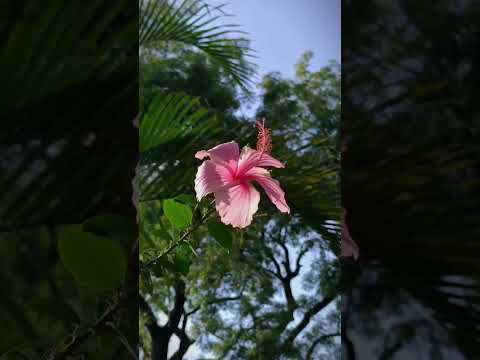 eklavya videography for Nature @eklavynature #flowers #shorts