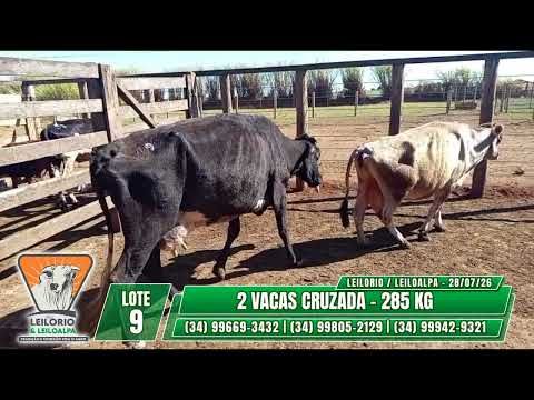LOTE 9   2 VACAS CRUZADA   285 KG- LEILO RIO & LEILO ALPA - RIO PARANAÍBA-MG - 28/07/26