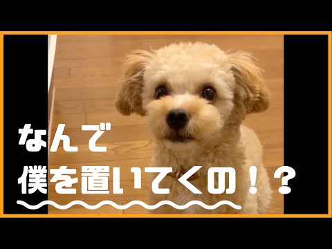 なんでいつも僕を置いてくの！？ #Shorts