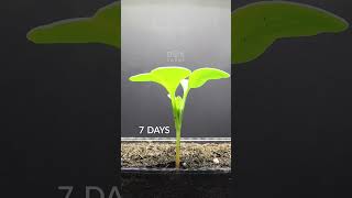 20 Days in 20 Seconds - Radish