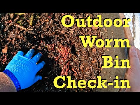 Mid-December check-in on outdoor worm bin after a chilly night - vermicomposting