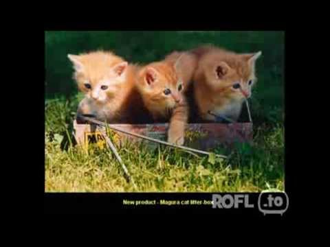 Paul Panzer der katzenkoch