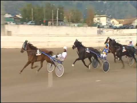 Trotto 11/12/2016 - 2ª corsa