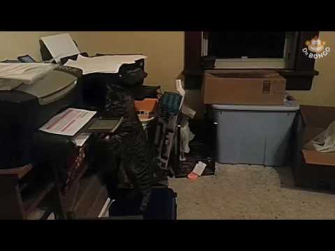 Cat patiently waits to assault printer paper