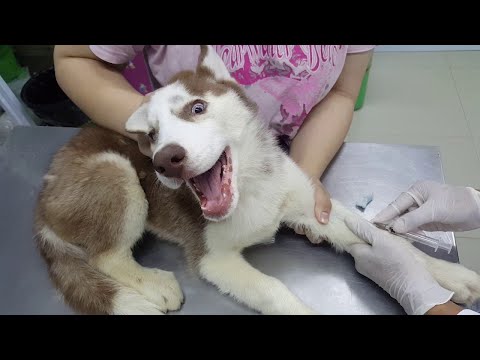 Husky's First Visit to the Vet || ViralHog
