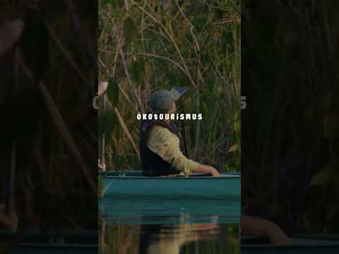 Vogelbeobachtung im Jardim da Amazônia | São José do Rio Claro