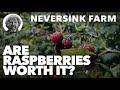 Are Raspberries Worth It?