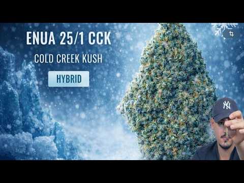 Enua 22/1 CCK CA Cold Creek Kush Strain Review