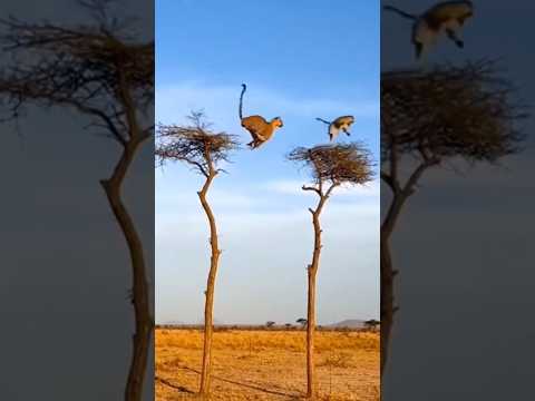 Parkour King! Cheetah vs Monkey in a high-stakes tree battle 야생의 파쿠르! 나무 위에서 벌어지는 치타와 원숭이의 숨 막히는 추격전