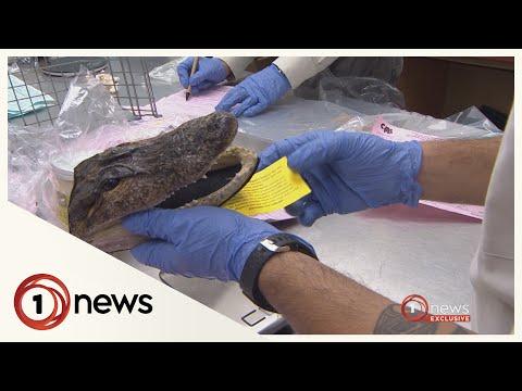 Alligator heads, baboon skulls and leopard coats seized by NZ authorities