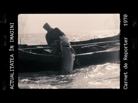 PESCUIT la STURION în 1970, CUM se FĂCEA, SF. GHEORGHE, DELTA DUNĂRII