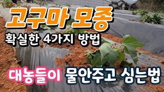 고구마 심는법 확실한 4가지!  이 방법이면 무조건 성공한다