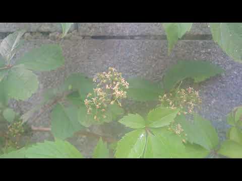 Parthenocissus inserta 200710