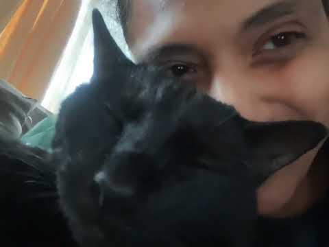 Troubling Rocky. 😻🖤🐈‍⬛🐾 #pets #cute #blackcats #love #obsession