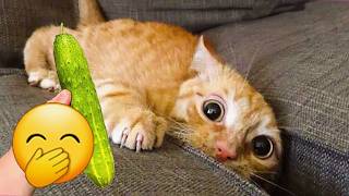 新しいおもしろ動物たち 😼 きゅうりに驚く猫 | かわいいアニマルビデオ