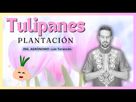 PLANTACIÓN DE TULIPANES EN MACETA | Canal Suculento©
