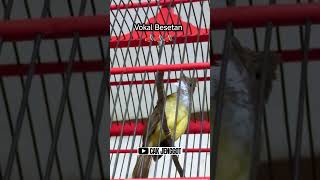 Download lagu Masteran Cucak Jenggot Anti Macet Bunyi‼️🔥 #cucakjenggot #kicaumania mp3 Download lagu Masteran Cucak Jenggot Anti Macet Bunyi‼️🔥 #cucakjenggot #kicaumania mp3