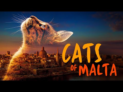 Cats of Malta