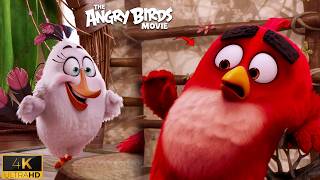 First Meeting Scene | Red, Chuck, Bomb & Matilda Funny Moments | The Angry Birds