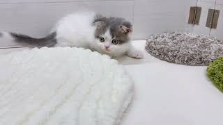 スコティッシュフォールドの動画01