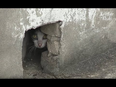 Cat Hiding In A Roof Has A Secret.. | Kritter Klub