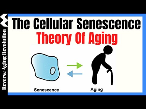 The Cellular Senescence Theory Of Aging |  Dr Darren Baker Presentation Clips