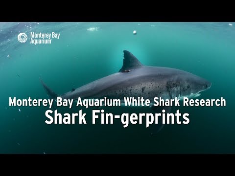 Project White Shark — Shark Fin-gerprints