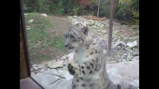 Close Encounter with a Snow Leopard