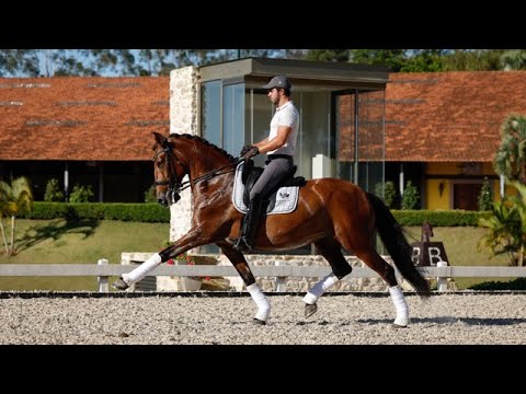 Joy HCI: Piro-Free Licensed Lusitano Mare schooling Grand Prix. Ride & Breed with Confidence.