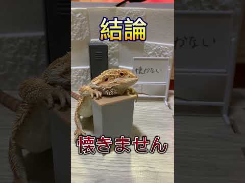 レオロピスマ・テルフェアリー