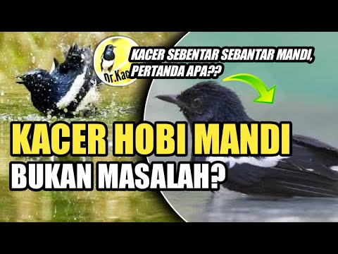 KACER SENANG MANDI, APAKAH INI MASALAH? | DR KACER