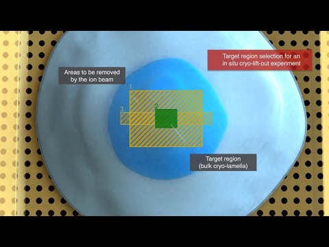 Preparation of cells for cryo-electron tomography