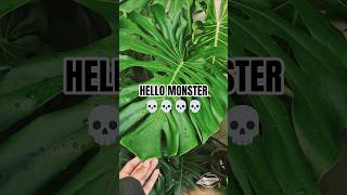 Download lagu MONSTERA MONSTER 💀💀 #viralvideo #plants #monster #monsteraking #viral #videoshort mp3
