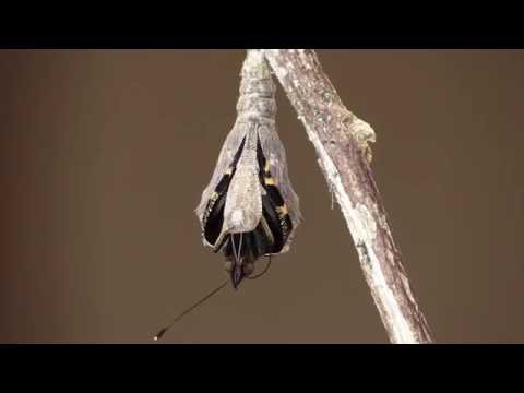 Vroege Vogels - Dagpauwoog kruipt uit cocon