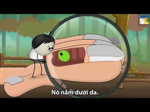 Quá trình mọc dài của móng