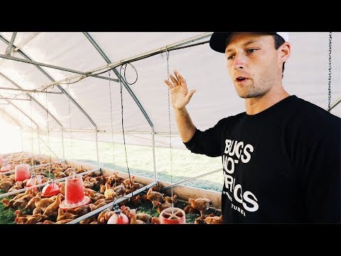 Normal Guy Quits JOB to Farm (pastured chickens) Video