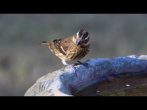 Female Rose-Breasted Grosbeak 9/30/16