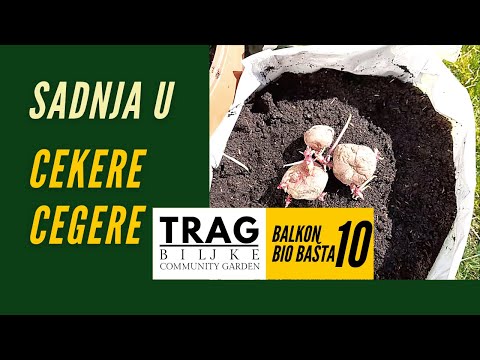 SADNJA U CEKERIMA/CEGERIMA - BALKON BIOBAŠTA 10 (2022) [TRAG BILJKE]