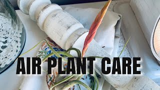 EASY AIR PLANT CARE: HOW TO WATER INDOOR AIR PLANTS!