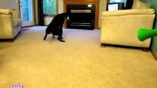 Dog doesn't like the horn