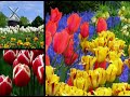 Chet Atkins plays Tiptoe Through The Tulips
