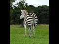 Ostriches And Zebra African Animals In Knowsley Animals Knowsley Safari