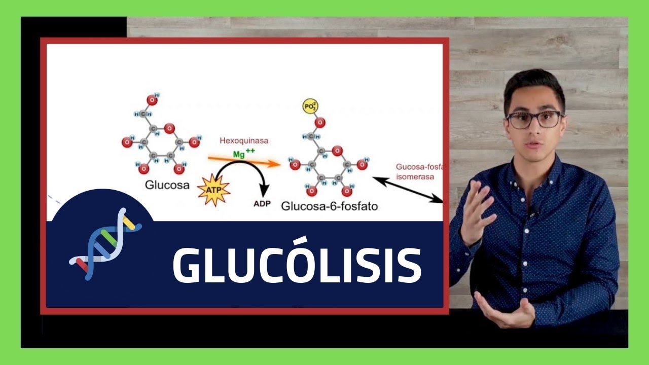 Respiracion Celular ⚡️ GLUCOLISIS PASO A PASO FACIL (Reacciones Enzimaticas) 🧪BIOQUIMICA🧪#005
