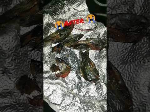 Today my all guppies "R. I.P" ☠️😭😭😭😭😭#shorts #trending #viral #aquarium #guppy #rip